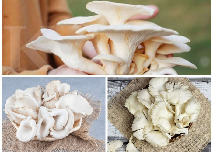 Manfaat Jamur Tiram bagi Kesehatan Tubuh: Sumber Nutrisi Alami yang Menyehatkan dan Mencegah Penyakit!