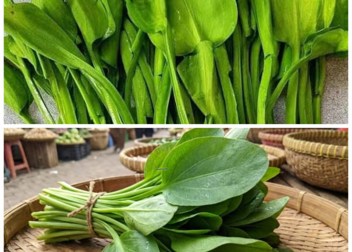 Bukan Sekadar Lalapan, Ini Manfaat Genjer untuk Kesehatan dan Kandungan Gizinya