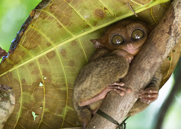 Terlangka di Dunia! Inilah Daftar Hewan Langka yg Masih Bisa Ditemui di Indonesia 