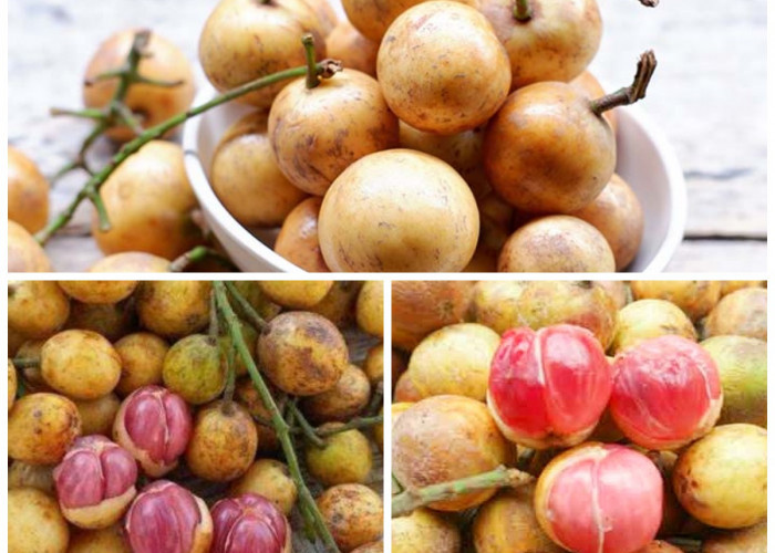 8 Manfaat Buah Menteng untuk Kesehatan yang Jarang Diketahui, Kaya Antioksidan dan Serat Alami!