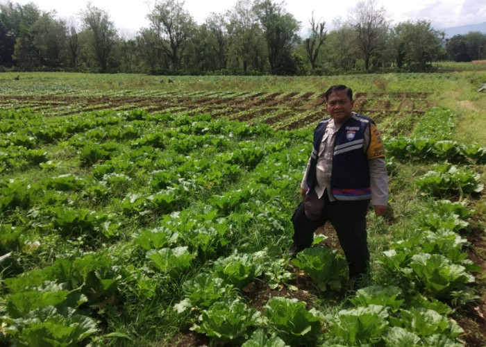 Bhabinkamtibmas Monitoring Pekarangan Bergizi, Budidaya Sawi dan Cabai Wujudkan Kemandirian Pangan