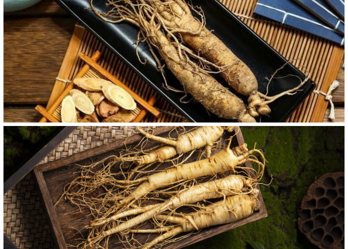 Tak Hanya untuk Stamina, Inilah Khasiat Ginseng dalam Menstabilkan Kadar Gula Darah Secara Alami