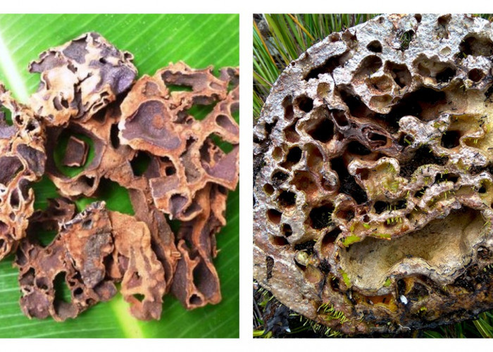 7 Manfaat Sarang Semut bagi Kesehatan Tubuh