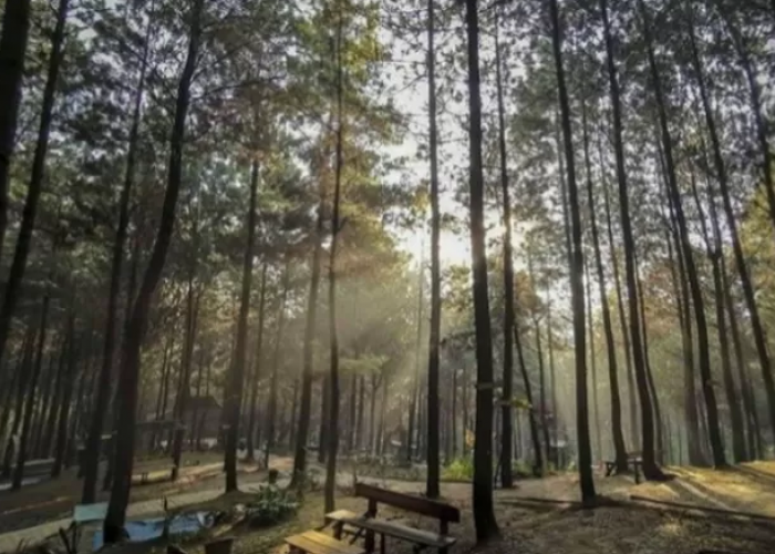Tempat Liburan Bikin Betah! Inilah Destinasi Wisata Bukit Pinus Wonosalam 