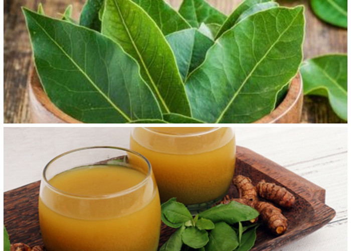 Rahasia Daun Alami: 6 Resep Ampuh untuk Redakan Nyeri Sendi dan Lutut