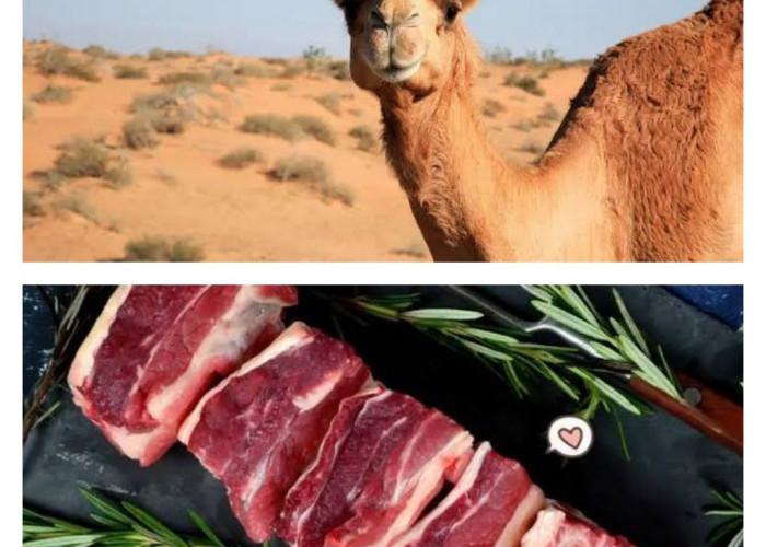 6 Khasiat Daging Unta untuk Kesehatan, Kuliner Khas yang Banyak Dijumpai saat Umrah
