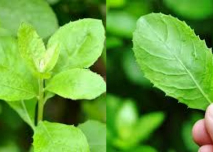 Meredakan Batuk dan Masalah Pernapasan Inilah Manfaat Daun Beluntas Untuk Kesehatan!