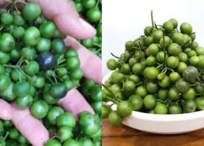 Beragam Manfaat Leunca Untuk Kesehatan Tubuh Yang Jarang Diketahui Ini Dia!