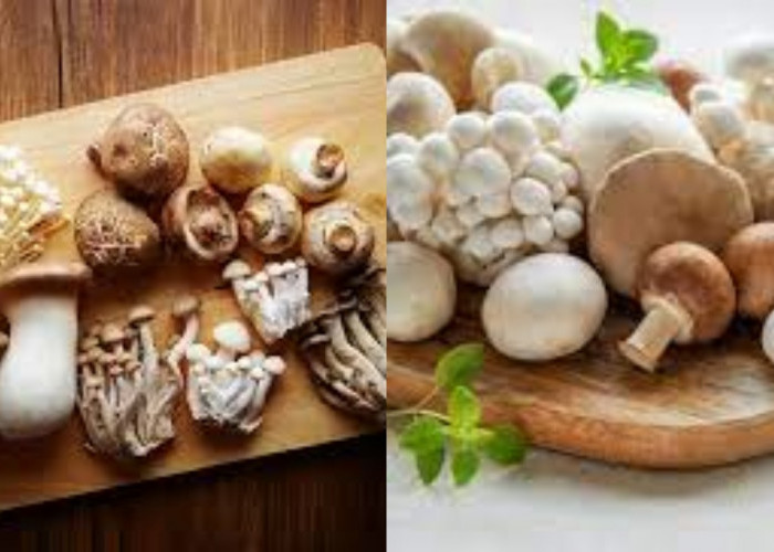  Yuk Kenali! 11 Jenis Jamur dan Manfaatnya Untuk Kesehatan Tubuh Yang Luar Biasa