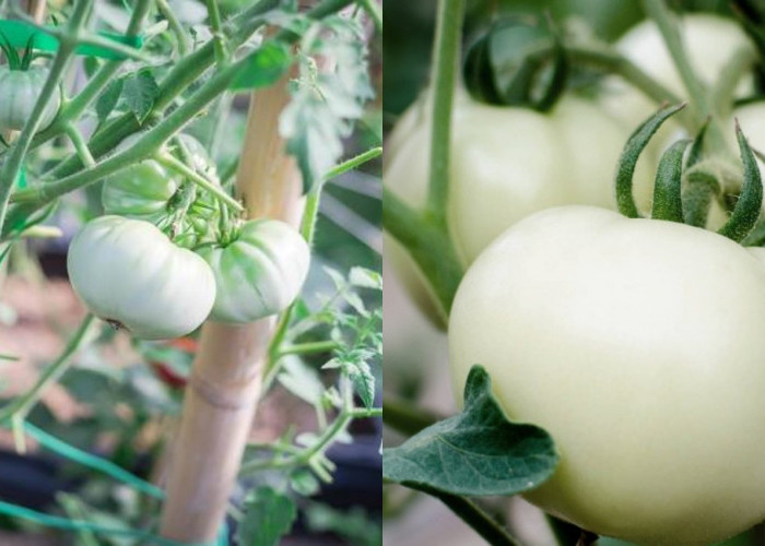 Kulit Lebih Sehat dengan White Tomato, Temukan Manfaatnya yang Menakjubkan