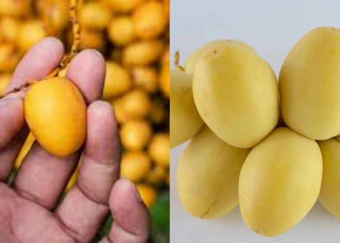 Kurma Muda: Segudang Manfaat Kesehatan yang Banyak Orang Belum Tahu!