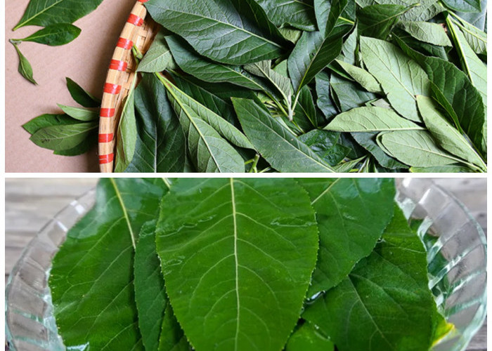 Daun Afrika, Tanaman Herbal Kaya Khasiat untuk Kesehatan Tubuh
