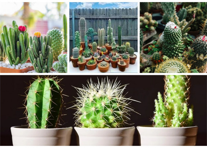Tak Hanya Unik, Ini 5 Jenis Kaktus Cantik yang Cocok Jadi Dekorasi Rumah Minimalis