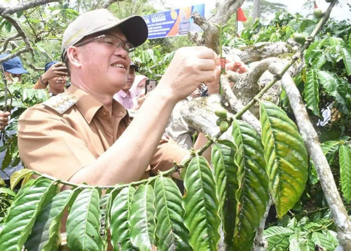 ALAF Tuntaskan Stek Kawe, 100 Persen Petani Terima Manfaat, Coblos No 2 Alpian Alfikriansyah Petani Sejahtera