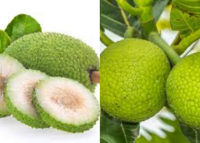  Manfaat Sehat Buah Sukun: Dari Jantung Kuat hingga Pencernaan Lancar