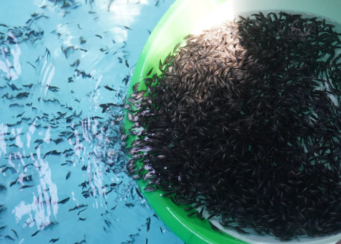Makin Makmur! Produksi Ikan Kakap di Aceh Digalakkan KKP