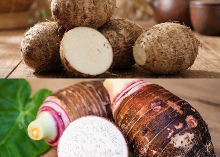 Kimpul: Pangan Lokal Kaya Nutrisi dan Potensi Kesehatan
