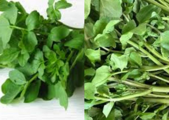 Segar dan Bergizi! Ini Deretan Manfaat Selada Air bagi Kesehatan Tubuh