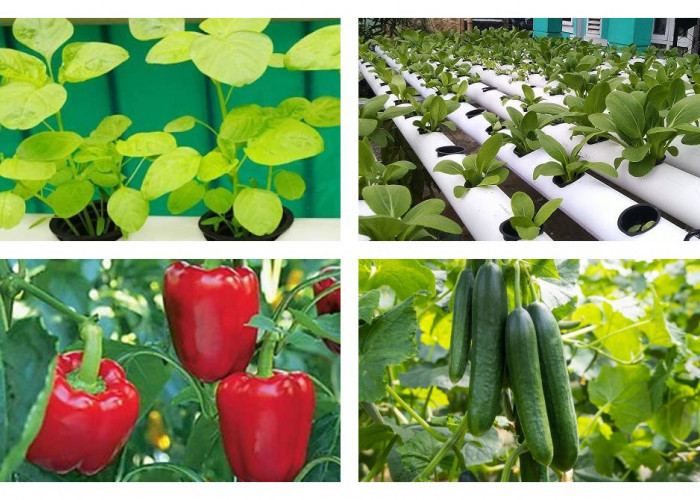 13 Jenis Tanaman Hidroponik dan Cara Menanamnya di Rumah