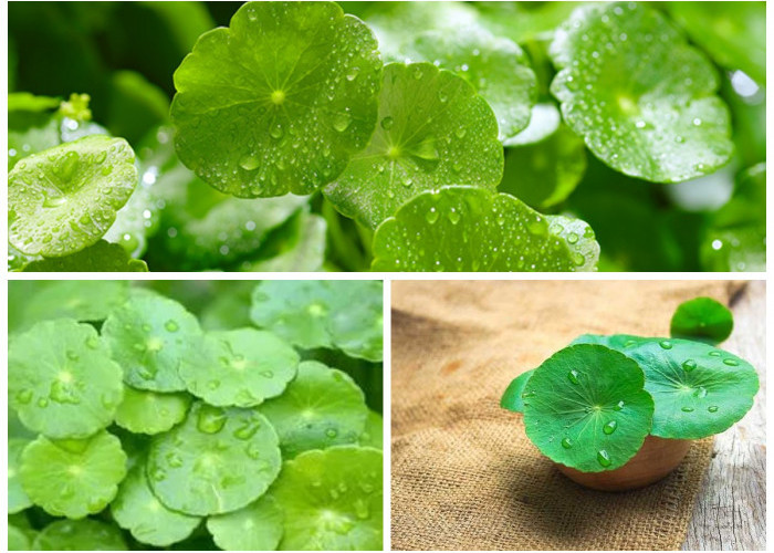 Beragam Manfaat Daun Pegagan untuk Kesehatan Kulit, Rahasia Alami Bikin Wajah Awet Muda!