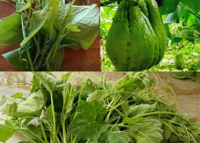  Manfaat Luar Biasa Daun Labu Siam untuk Kesehatan, Baik untuk Jantung Salah Satunya!