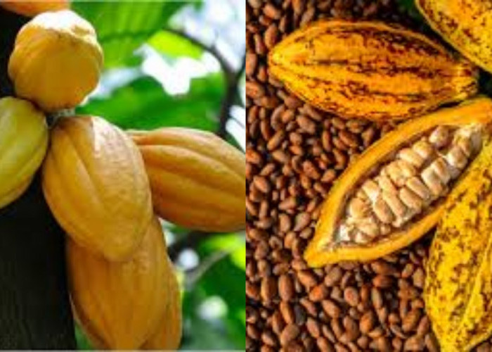  Meningkatkan Mood dan Kesehatan Mental Inilah Manfaat Kakao Untuk Kesehatan!