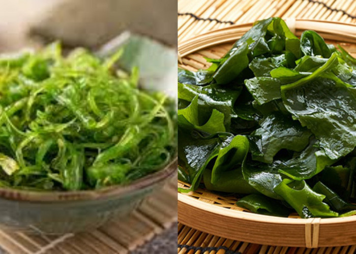 Rumput Laut: Kandungan Nutrisi Lengkap dan Manfaat Besarnya bagi Kesehatan!