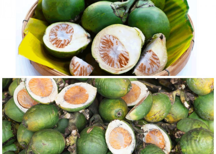 Manfaat Buah Pinang bagi Kesehatan Tubuh: Rahasia Herbal Alami yang Kaya Khasiat!