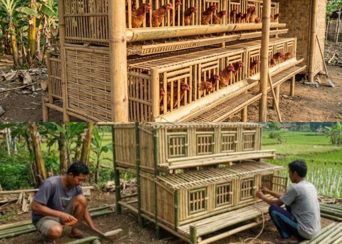 Panduan Sukses Ternak Mandiri: Cara Bangun Kebun Ayam di Lahan Sempit