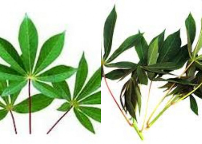 Penting Banget! Ini Manfaat Daun Singkong Untuk Kesehatan Tubuh Dan Cara Mengelolahnya