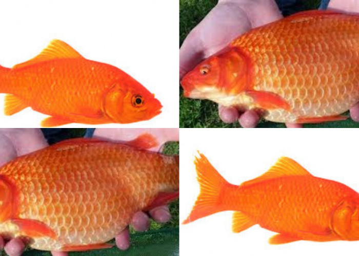 Inilah 6 Manfaat Ikan Mas Untuk Kesehatan Tubuh Yang Perlu Kalian Ketahui! 