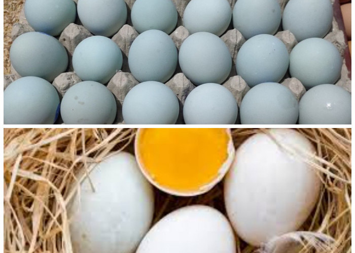Menggali 11 Manfaat Baik Telur Bebek untuk Kesehatan 