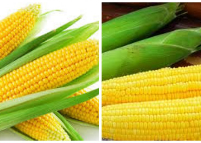 Simak Sekarang Juga: 6 Manfaat Jagung bagi Kesehatan Tubuh