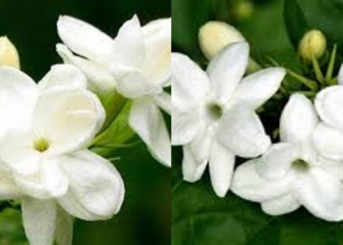 Jarang Diketahui Inilah 8 Manfaat Bunga Melati Untuk Kesehatan Tubuh Yang Menarik!