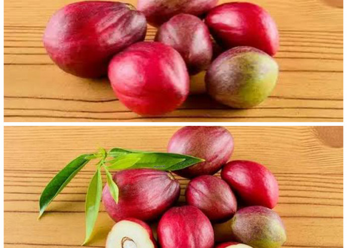 Rahasia Buah Mahkota Dewa, Herbal Tradisional dengan Segudang Khasiat!