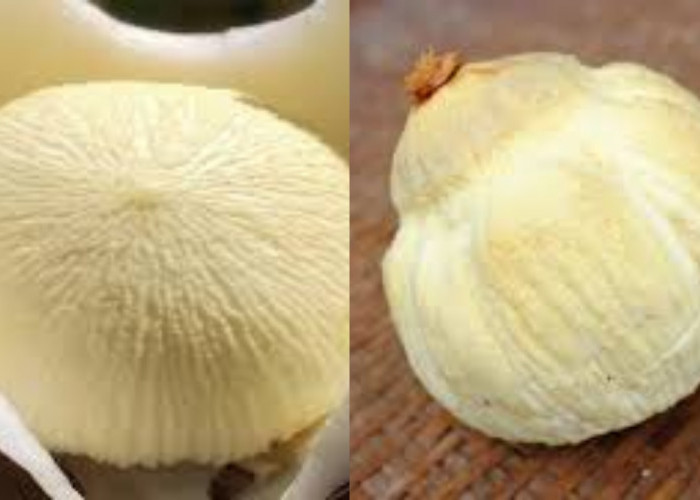 Sumber Energi Alami Dari Kentos Kelapa Untuk Kesehatan Tubuh Yang Luar Biasa!