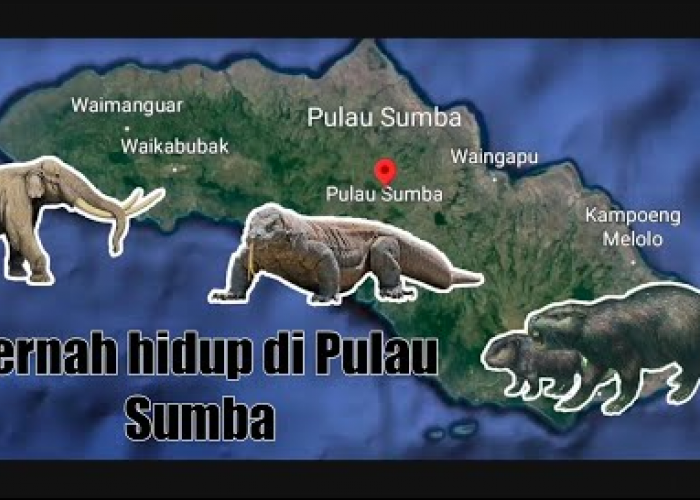 Membongkar Misteri Sumba: Keberadaan Gajah Mini dan Kadal Raksasa