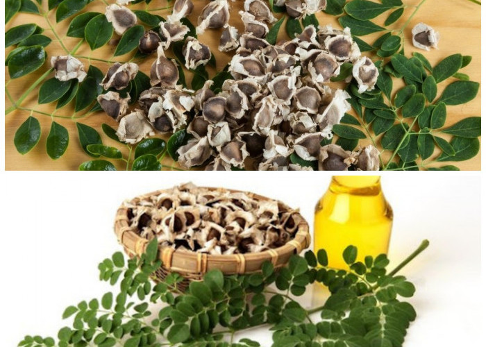 Biji Kelor, Si Kecil Penuh Khasiat: Superfood Alami untuk Menjaga Kesehatan dan Vitalitas