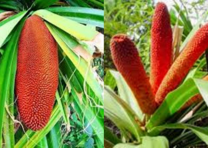  Inilah Manfaat Buah Merah Untuk Kesehatan Tubuh Yang Jarang Diketahui!