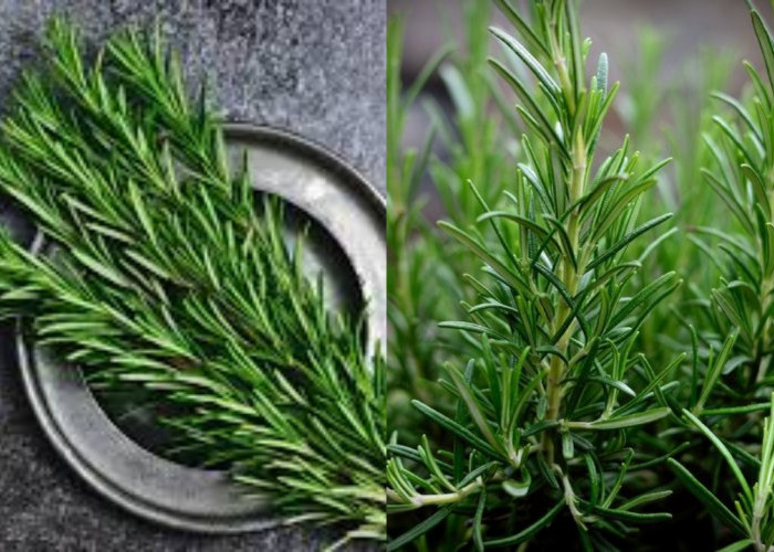 Rosemary: Si Herbal Aromatik Dengan Segudang Manfaat Kesehatan