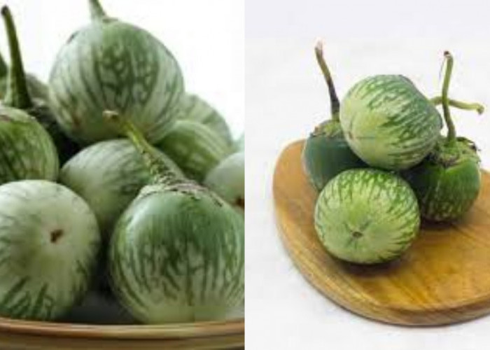 Kamu Harus Tahu Ini Manfaat Terong Bulat Untuk Kesehatan Otak dan Tubuh!