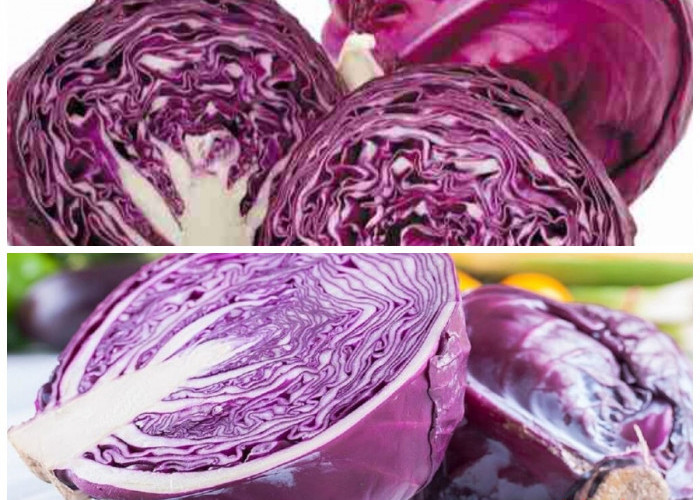 Kol Ungu yang Penuh Nutrisi: Kenali Segudang Manfaatnya untuk Kesehatan Tubuh
