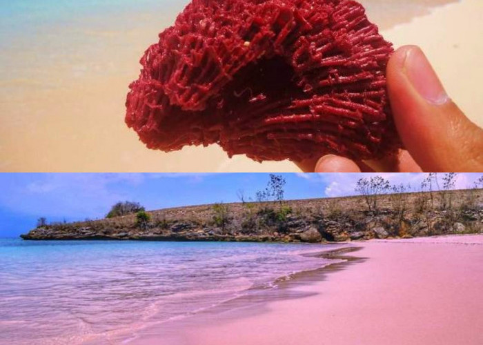 Menikmati Keindahan Pantai Pink, Pengalaman Tak Terlupakan di Pulau Komodo