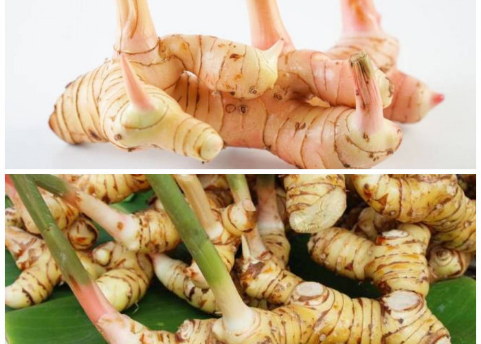 Rahasia Sehat dari Dapur: 5 Khasiat Lengkuas yang Luar Biasa untuk Tubuh