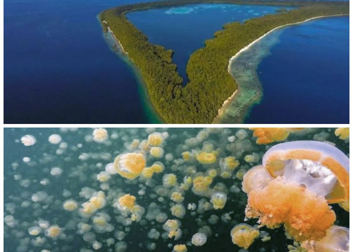 Sejarah Danau Kakaban: Evolusi Alami Ubur-Ubur Tak Menyengat di Surga Tersembunyi Kalimantan Timur