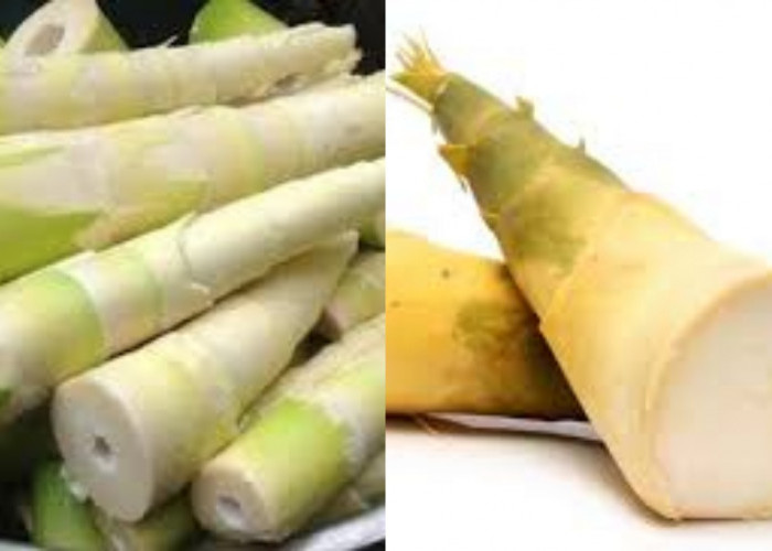 Inilah 7 Khasiat Rebung Untuk Kesehatan Yang Jarang Diketahui!