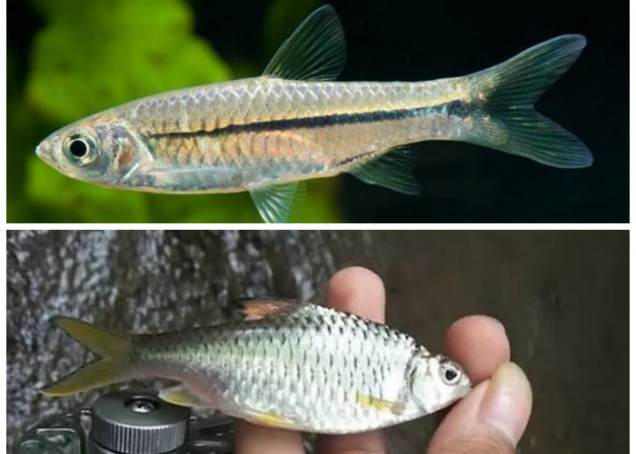 Jangan Sepelekan! Inilah Khasiat Ikan Wader yang Kaya Nutrisi untuk Tubuh