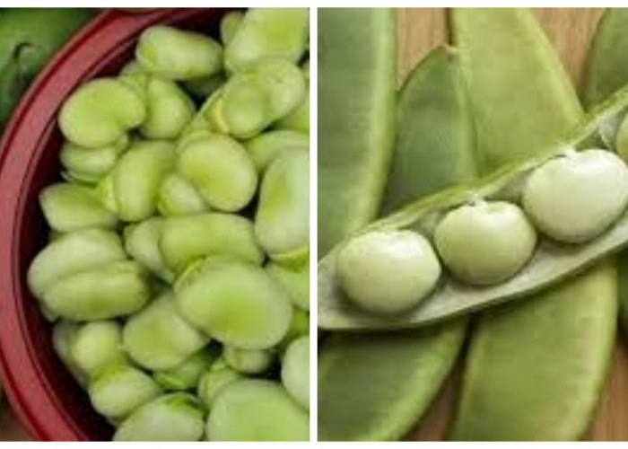 Kacang Koro, Ini Dia 6 Manfaat untuk Kesehatan Tubuh