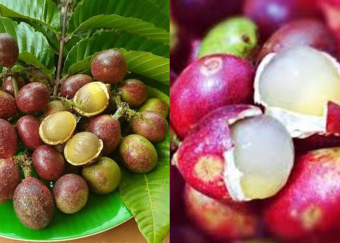 Yuk Intip! Sebuah Manfaat Buah Matoa yang Perlu Diketahui