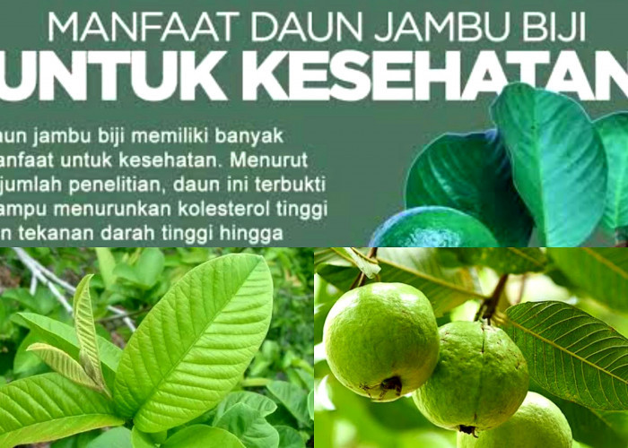 Segudang Manfaat Baik Daun Jambu Biji dan Cara Memanfaatkannya